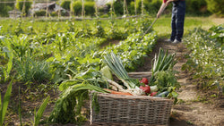A basket full of vegetables sitting in a dirt row of a garden.