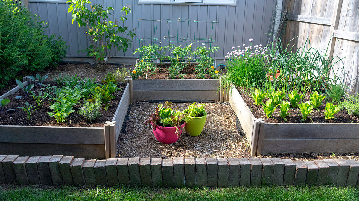 The Preparedness Garden: Growing Security One Seed at a Time