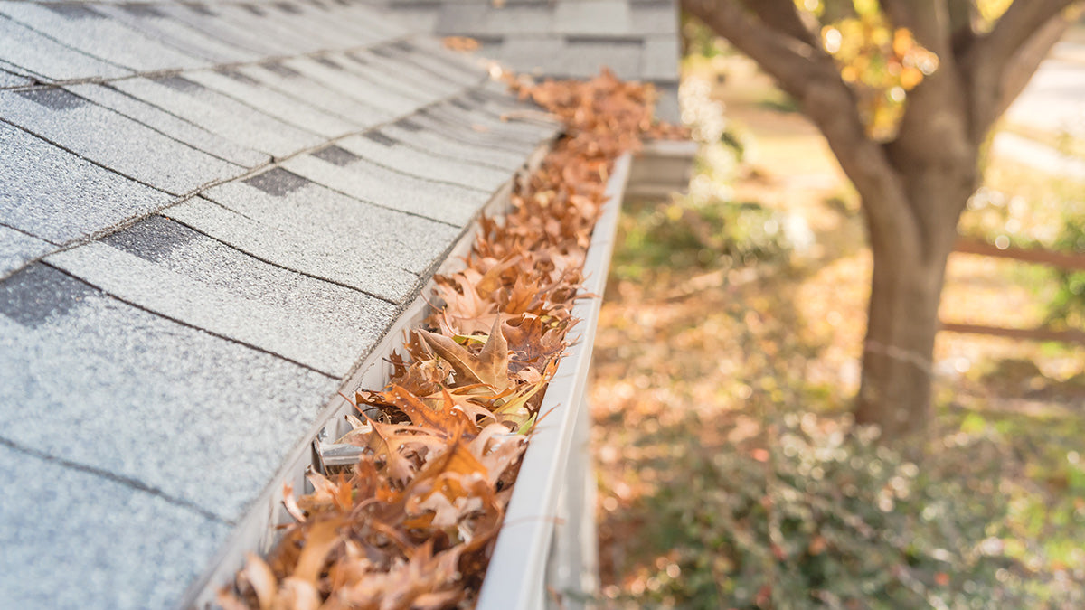 A house gutter full of leaves that needs cleaning