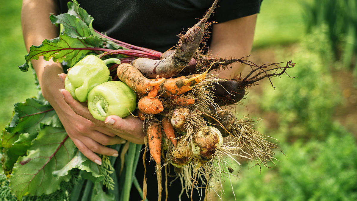 Harvest Season Wisdom: Modern Lessons from Traditional Food Preservation