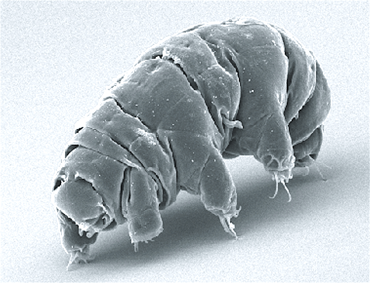 Tardigrades Can Survive Practically Anything, and So Can You – Be Prepared  - Emergency Essentials