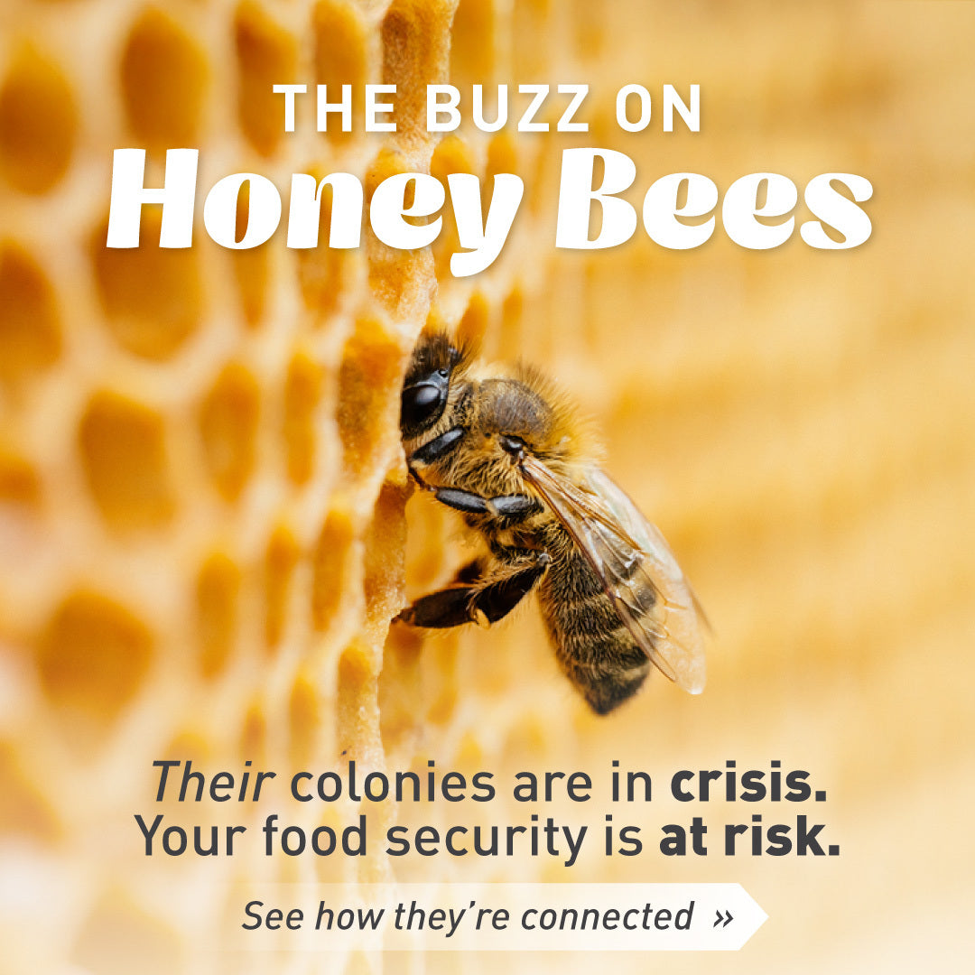 Emergency Essentials® Honey Powder Large Can