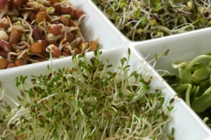 iStock_000003414126XSmall_sprouts