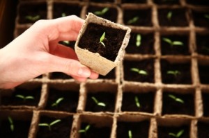 Lot of seedlings in pots ecological farm