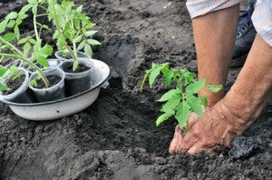 senior woman  planting a tomato seedling