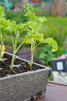 iStock_000021748468XSmall_Kale_Seedling_CinderBlock