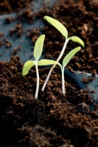 Tomato seedlings in a greenhouse  Close up