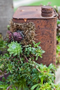 Succulents growing in rusty oil can