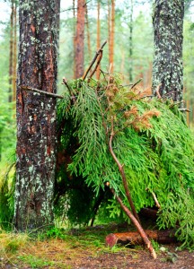 Emergency Shelter: Branch and Pine Shelter