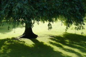 trees shading a nice, grassy area