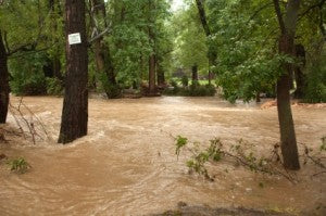 colorado flood trees