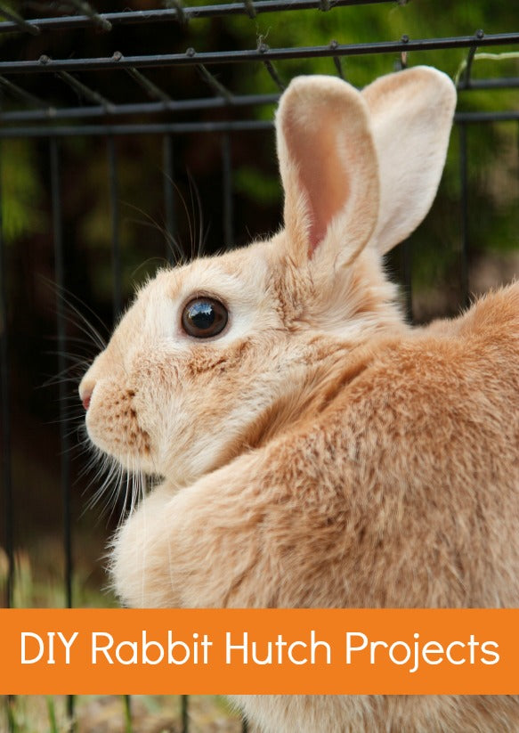 DIY Rabbit Hutch Projects