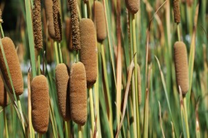 Survival 101: Foraging for Edible Plants Survival 101: Foraging for Edible Plants