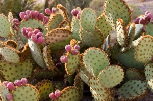 Prickly Pear--an edible plant for survival Prickly Pear--an edible plant for survival