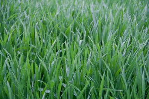Survival 101: Foraging for Edible Plants Survival 101: Foraging for Edible Plants
