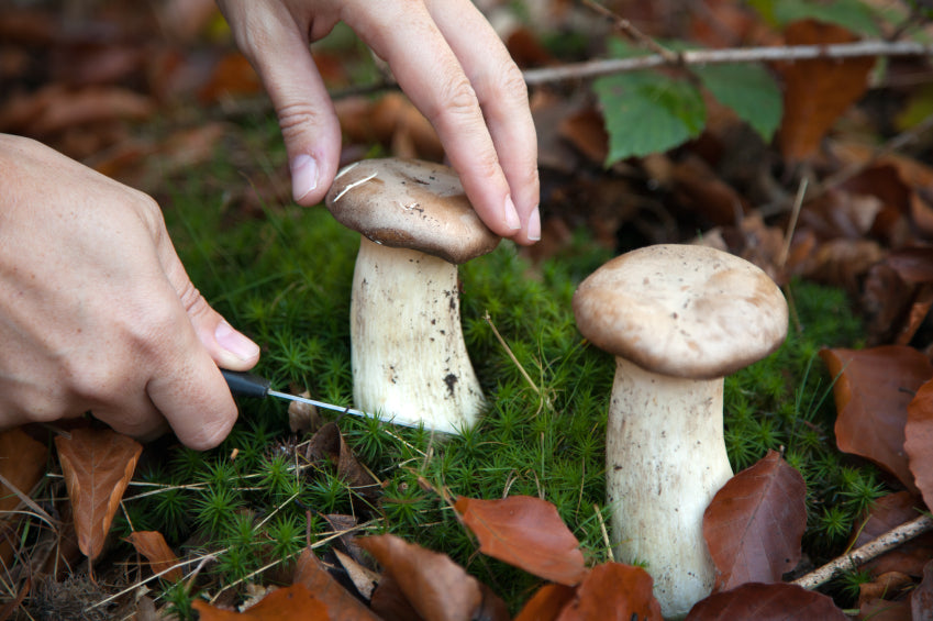 Collecting mushrooms in the woods