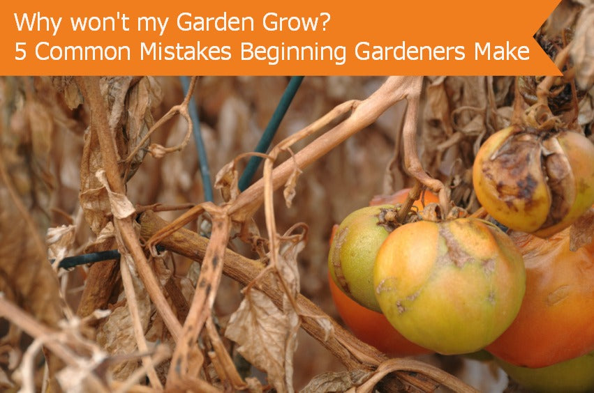 5 common gardening mistakes 5 common gardening mistakes