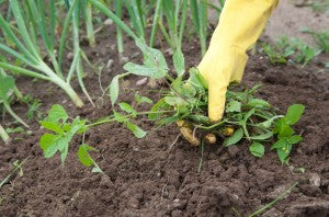 Why Won't my Garden Grow? 5 Mistakes you May be Making Why Won't my Garden Grow? 5 Mistakes you May be Making