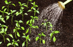 Why Won't my Garden Grow? 5 Mistakes you May be Making