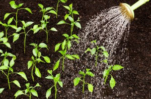 Why Won't my Garden Grow? 5 Mistakes you May be Making Why Won't my Garden Grow? 5 Mistakes you May be Making