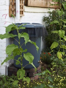 The Rain Barrel: SoCal's Hot New Accessory