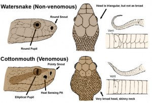 How to Identify Poisonous Snakes