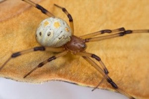 6 Venomous Spiders that May Live in your Hometown