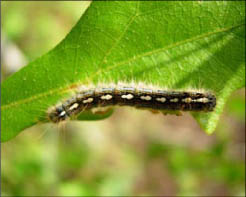 What's Bugging Your Garden?