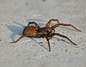 6 Venomous Spiders that May Live in your Hometown