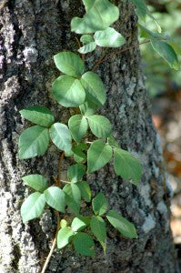 How to Identify Poisonous Plants