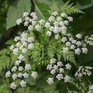 Inflorescence of a herb of Hemlock or Poison Hemlock (Conium mac