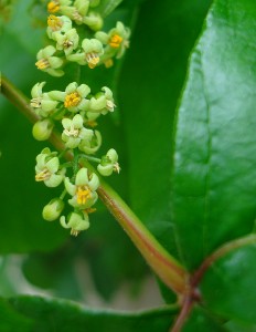 ivy flowers