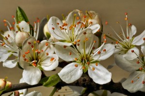 The Bouquet You can Eat: Foraging for Edible Flowers