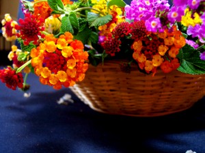 The Bouquet You can Eat: Foraging for Edible Flowers