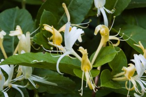 The Bouquet you can Eat: Foraging for Edible Flowers