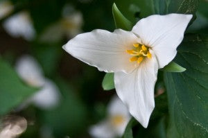 The Bouquet you can Eat: Foraging for Flowers