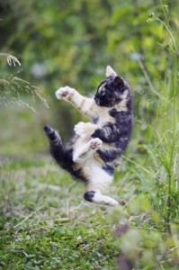 Multicoloured cute kitty in karate style jump position