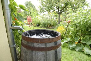 Rain Barrel