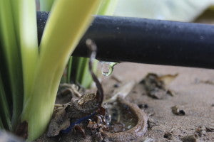 Greywater Drip Irrigation