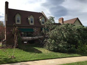 Tree Down - Standard Examiner Random Acts of Nature