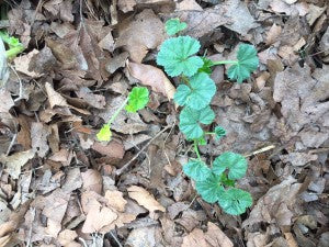 mallow edible weeds