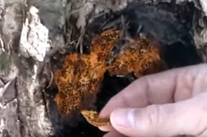 Chaga Fungus flint