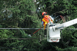 Hurricane Home Preparedness Trees