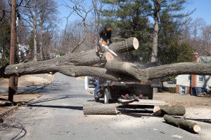 Clearing Trees Hurricane Cleanup