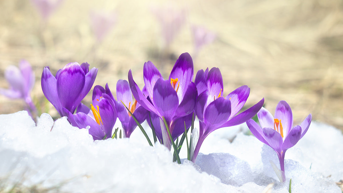 Purple Flowers emerging from snow