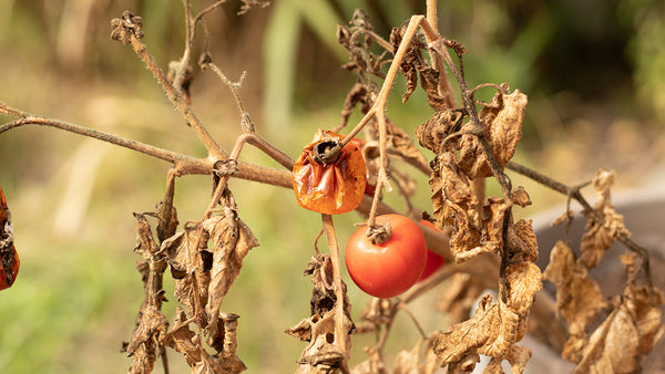 Tomatoes dying on a dried up vine.