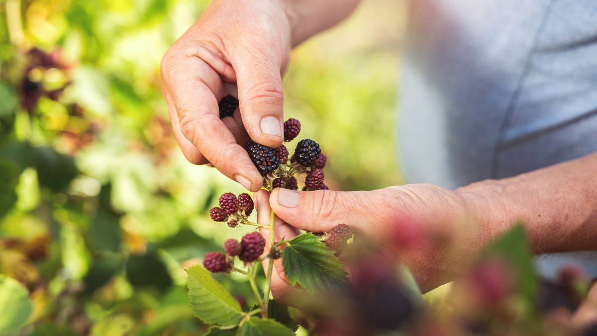 A person holding a branch with berries.