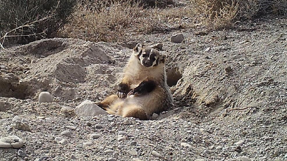 Badger Buries Bovine for Long-Term Storage - Be Prepared - Emergency Essentials