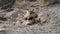 Badger Buries Bovine for Long-Term Storage - Be Prepared - Emergency Essentials