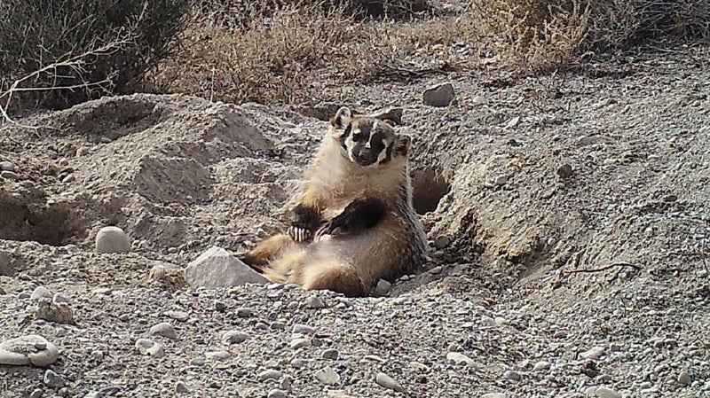 Badger Buries Bovine for Long-Term Storage - Be Prepared - Emergency Essentials
